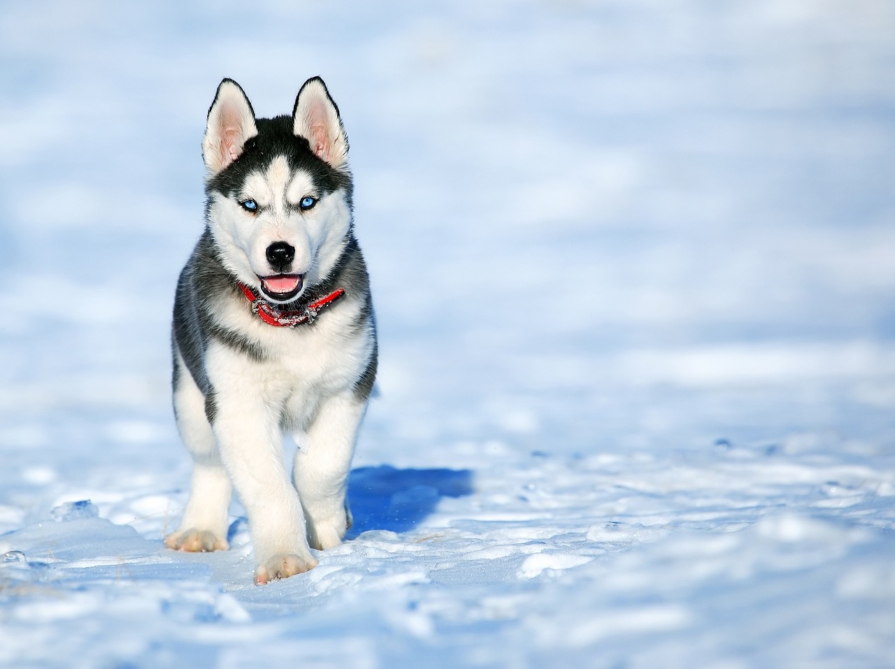 Enciclopedia del cane: Siberian Husky