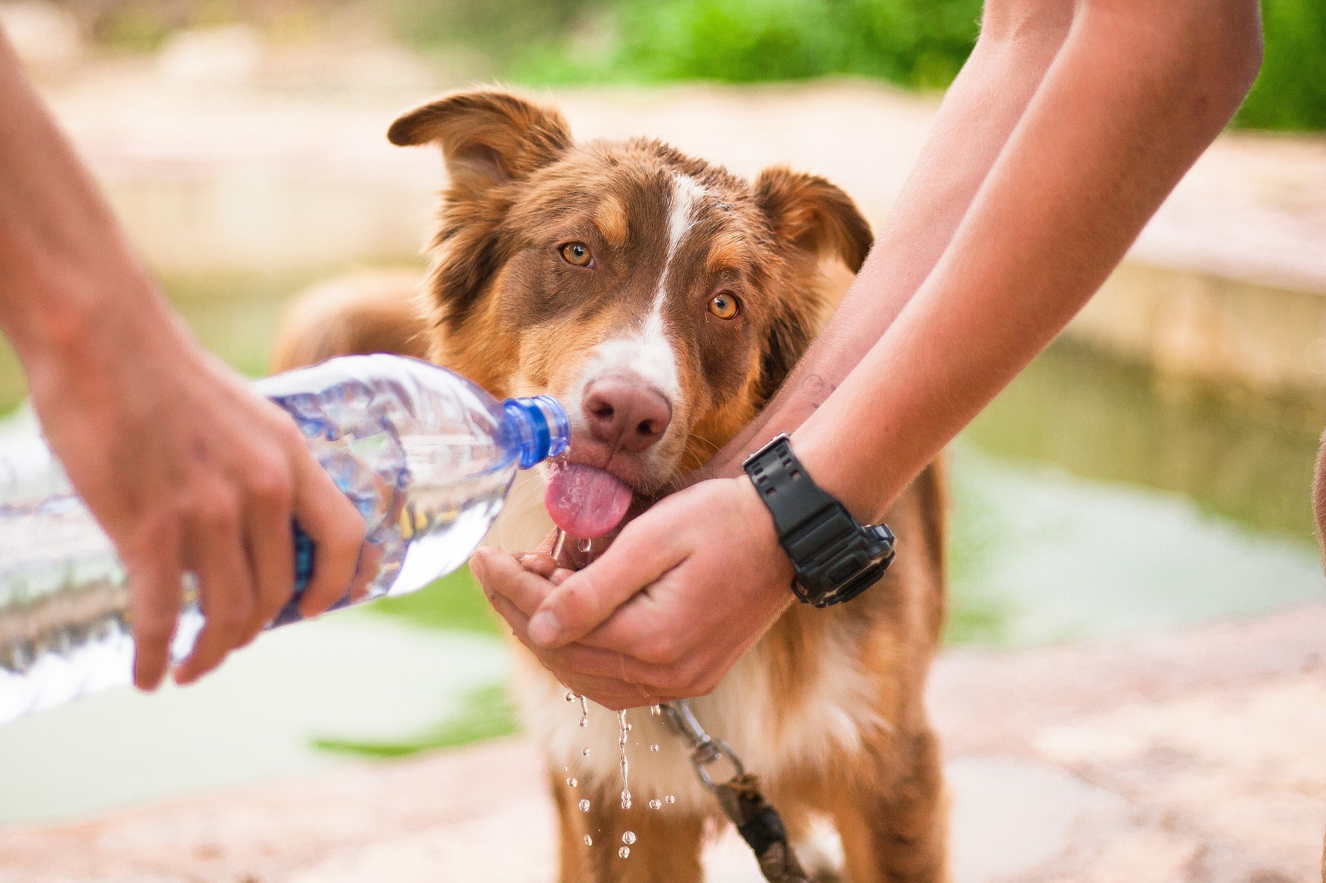 Anche se c'è dell'acqua nelle vicinanze, porta sempre con te una bottiglia d'acqua per il tuo cane.