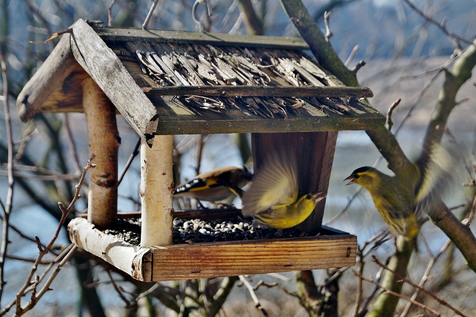 Come nutrire gli uccelli in inverno