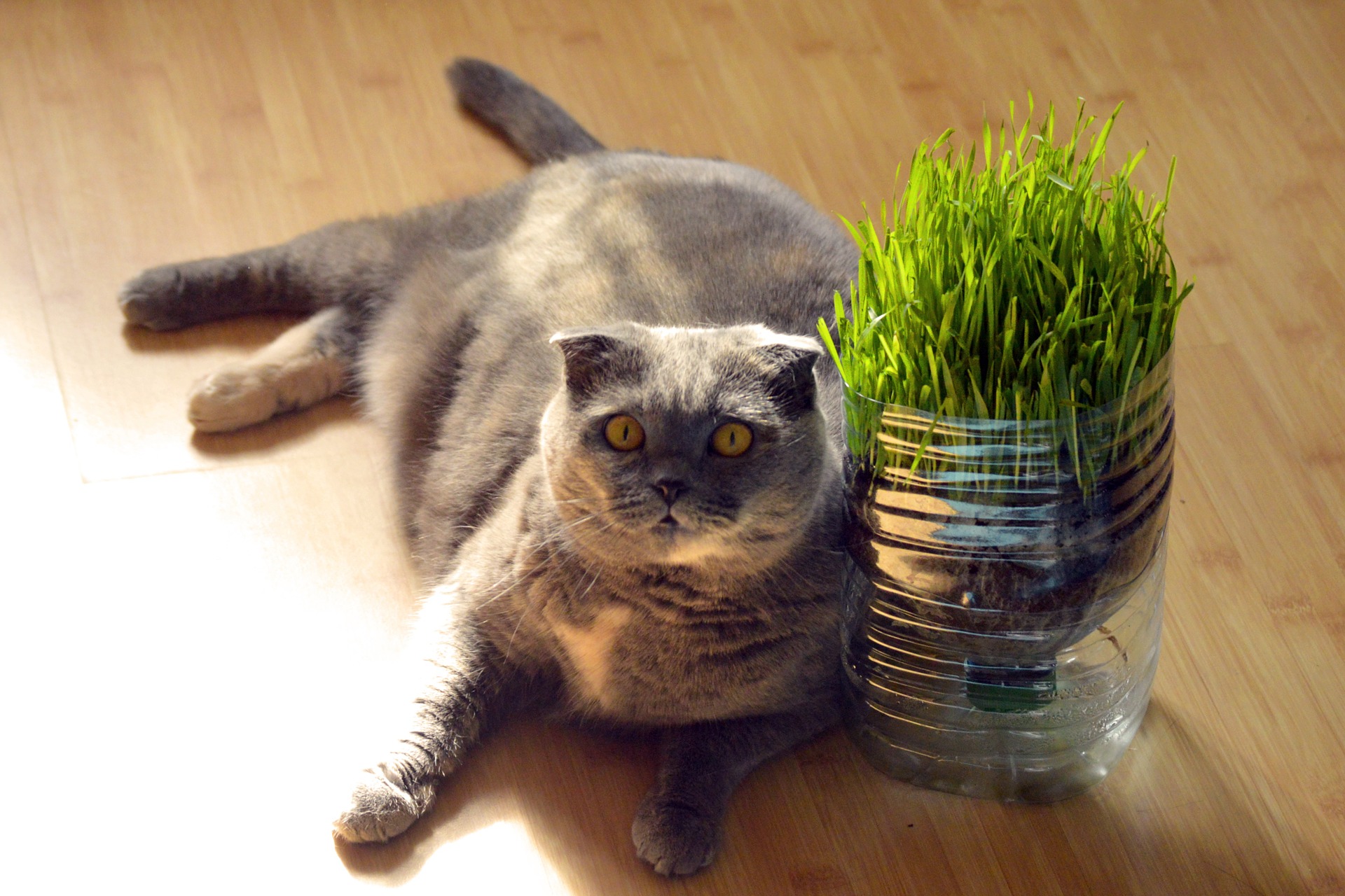Quando ci si procura l'erba per il gatto, la salute e la sicurezza dell'animale devono essere la considerazione principale. In questo senso, l'avena, ad esempio, è la scelta ottimale.