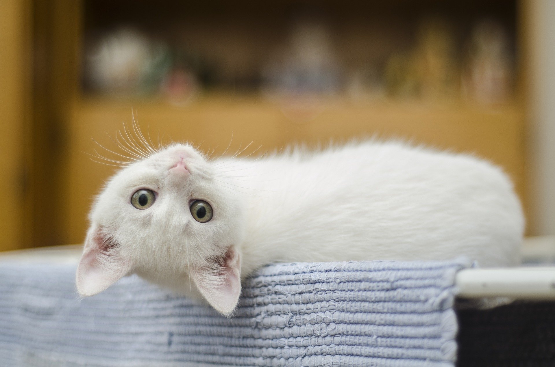 Vermi del gatto - sintomi, cause. Quando e come sverminare un gatto