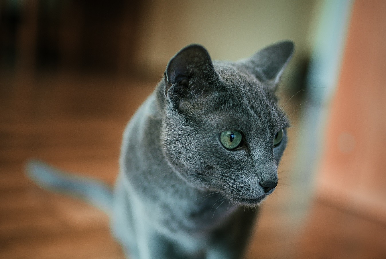 Enciclopedia dei gatti: gatto blu russo. Quali sono i gatti russi con gli occhi verdi?