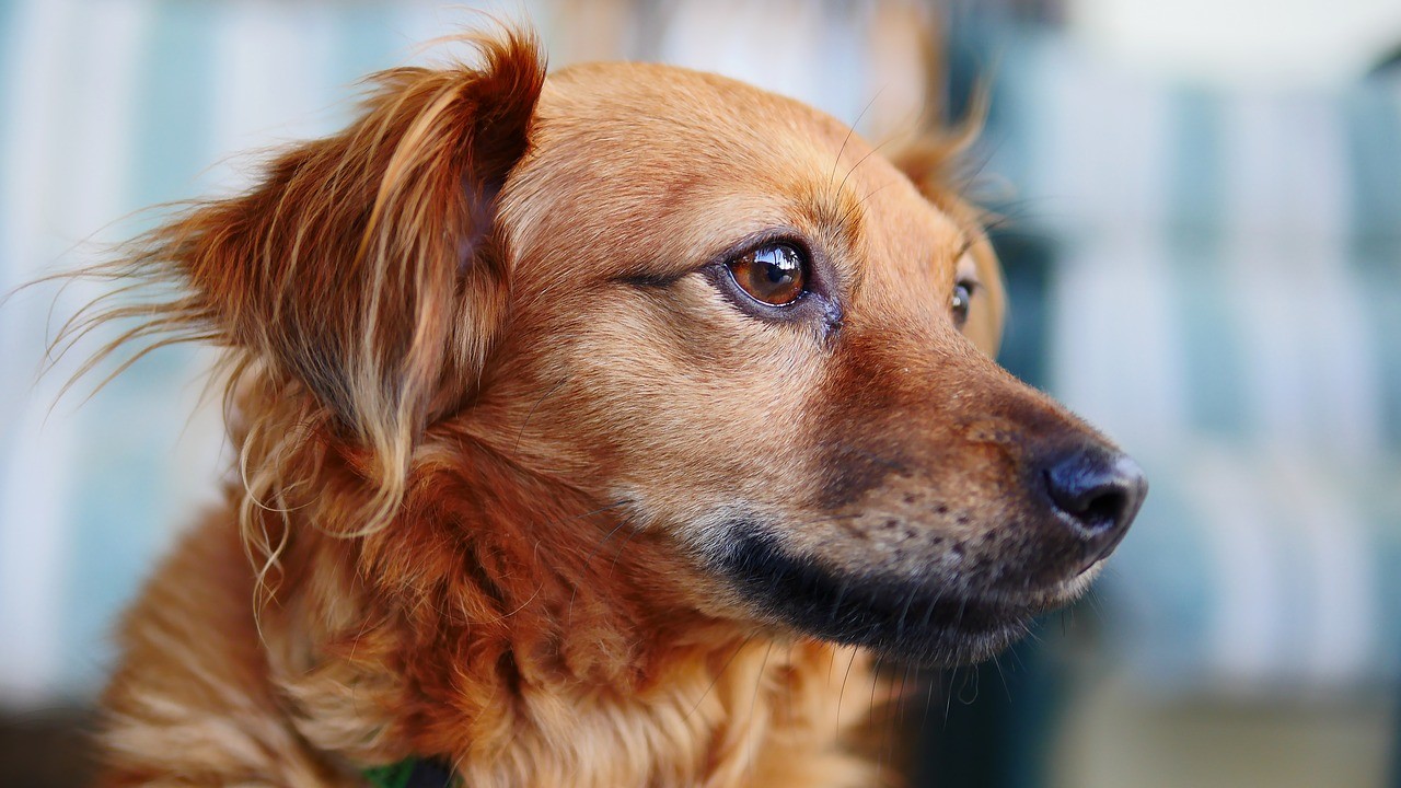 Parvovirus nei cani - consiglio del veterinario