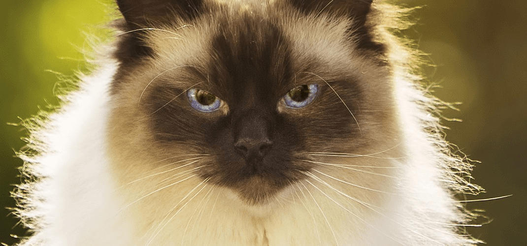 Enciclopedia dei gatti: Gatto Ragdoll. I Ragdoll sono i gatti più carini del mondo?
