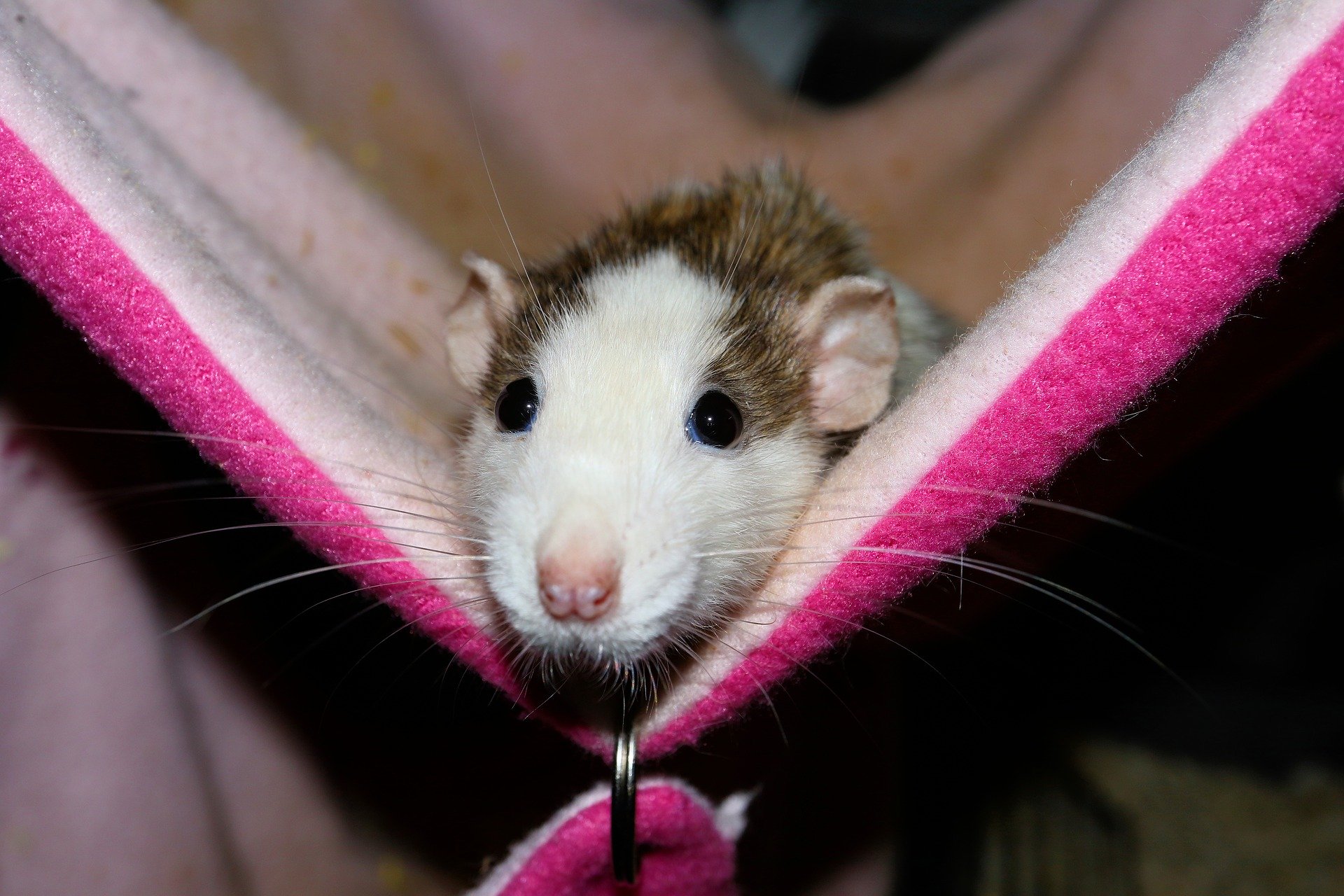 Malattie dei ratti, come riconoscerle?