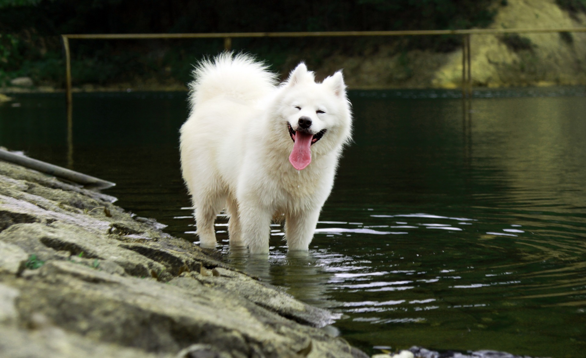 Enciclopedia dei cani: Samoiedo (Samoyed), che è un orso bianco come la neve, sorridente, appartenente alla sezione degli spitz e dei cani primitivi