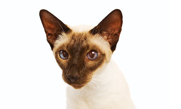 Enciclopedia del gatto: gatto siamese (Siamese). Cosa sono i gatti siamesi?