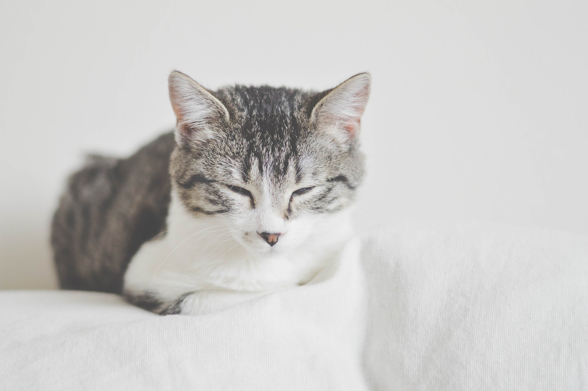 Il diabete nel gatto è una malattia stressante e spiacevole sia per l'animale che per il suo proprietario. Verificate come trattarlo.