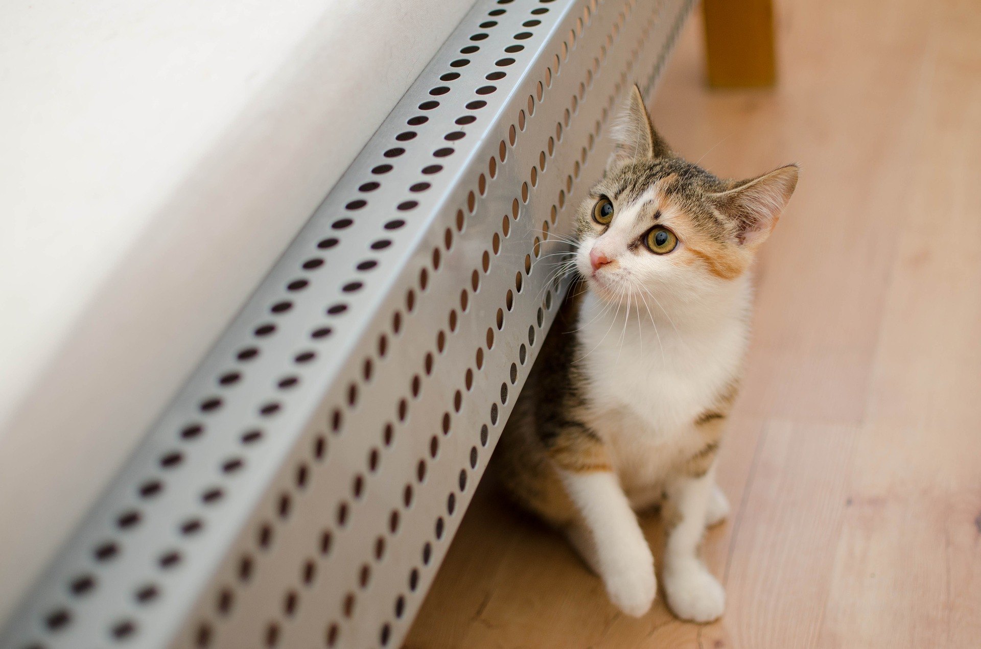 Non è facile dare al gatto una compressa. È difficile far ingoiare a questo animale indipendente qualcosa che non vuole ingoiare.