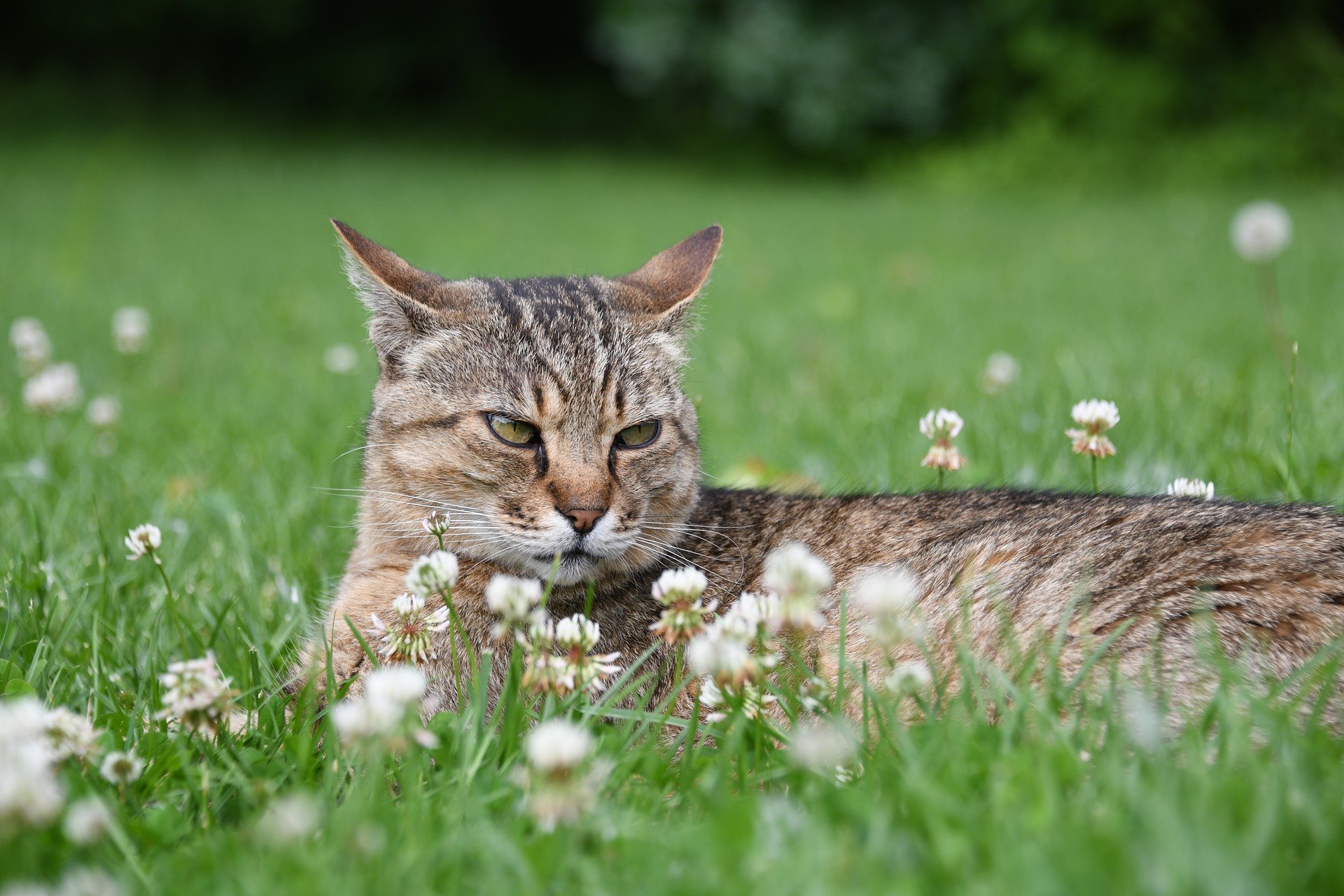 Un gatto aggressivo è un problema reale. Se avete bisogno di aiuto per alleviare il cattivo comportamento, dovreste rivolgervi a un veterinario o a un comportamentista.