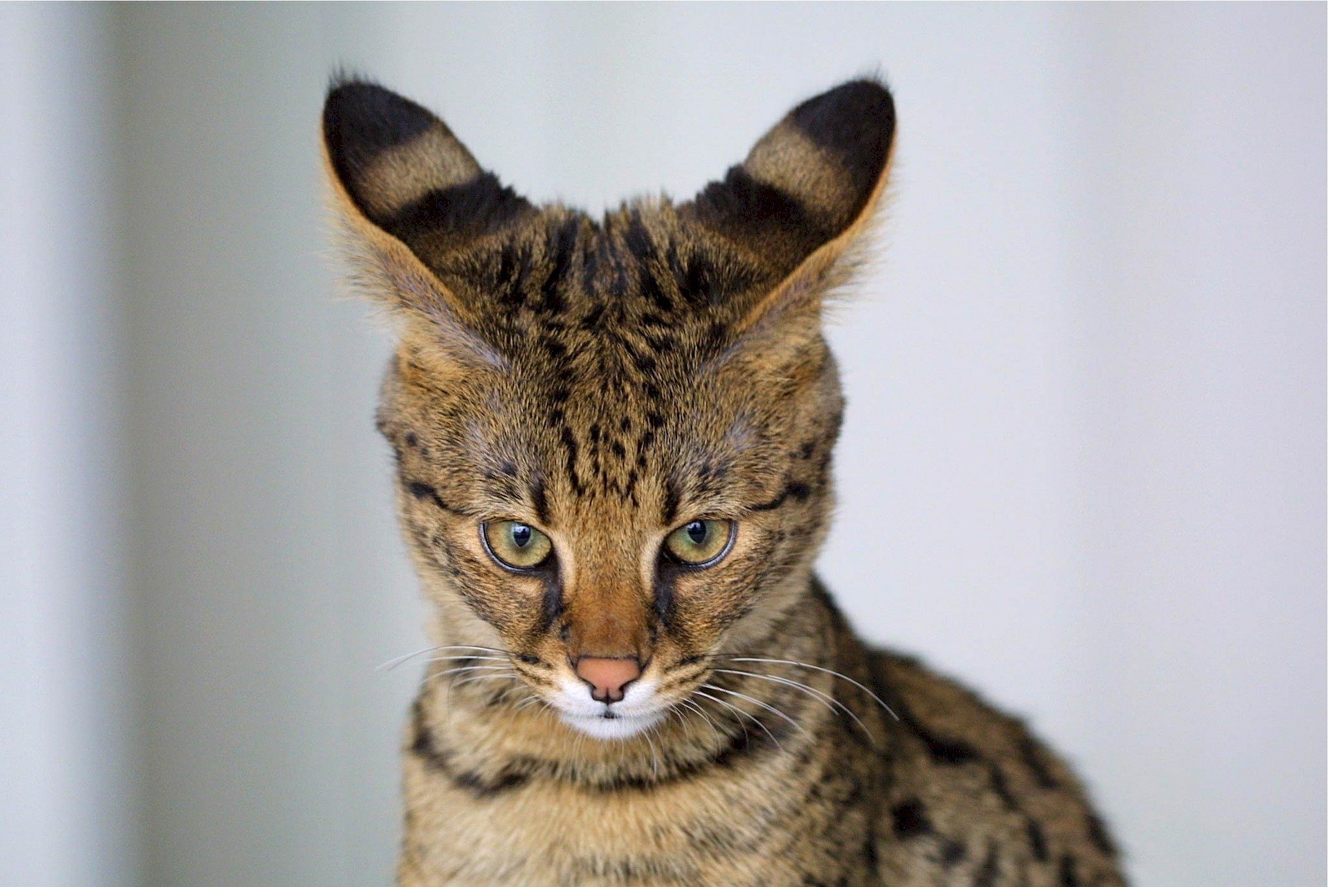 I gatti Savannah hanno i geni del serval selvatico: sono socievoli ma difficili da gestire. Hanno bisogno di un proprietario esperto.