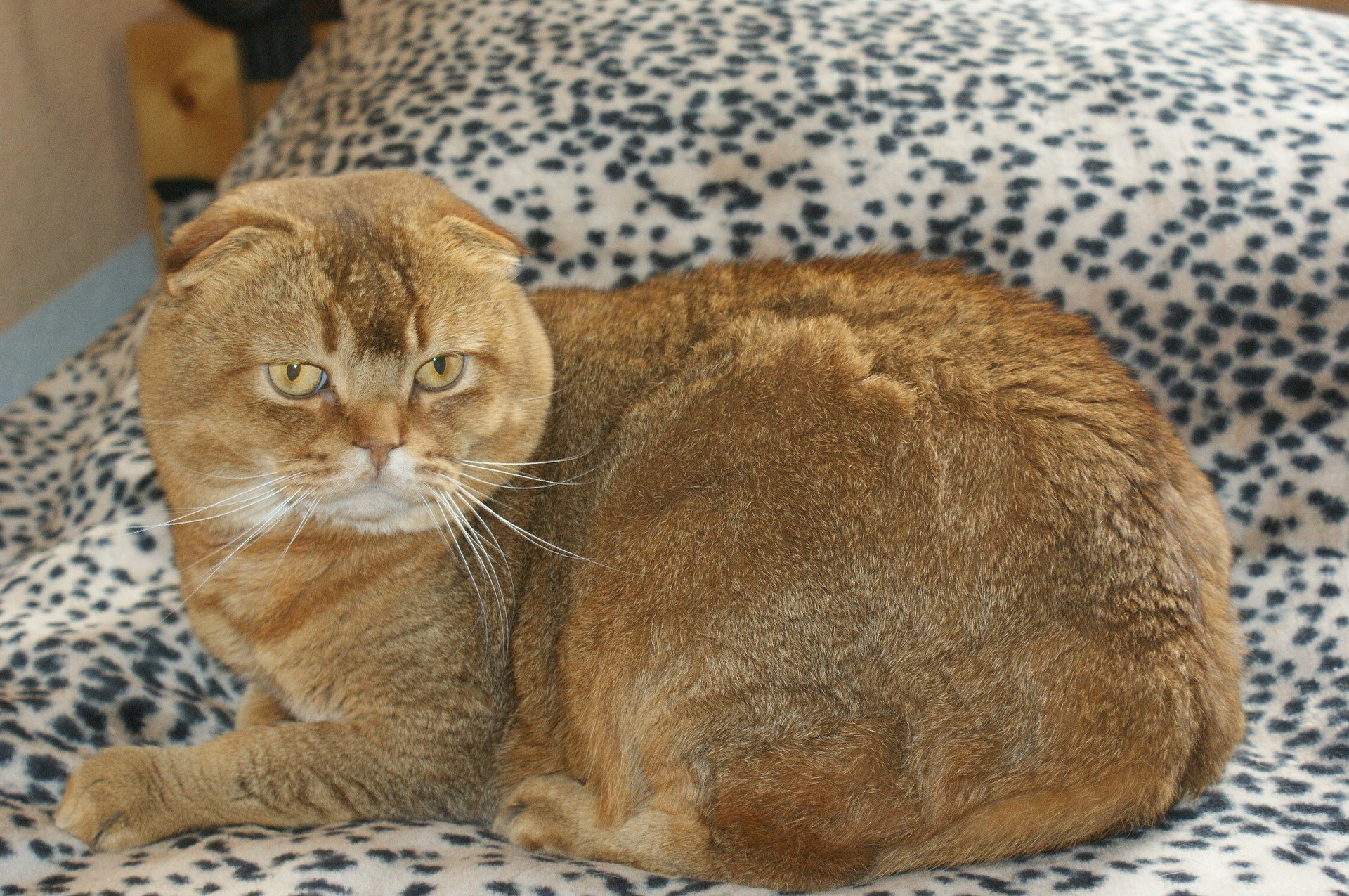 Il gatto Scottish Fold è di taglia media e ha orecchie insolite. Sono piccole, arrotondate e distanziate tra loro.