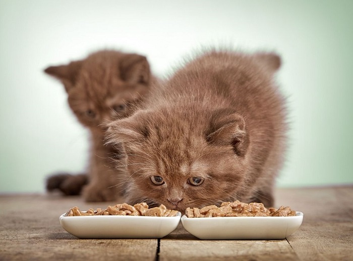 I gattini mangiano il cibo umido da una ciotola