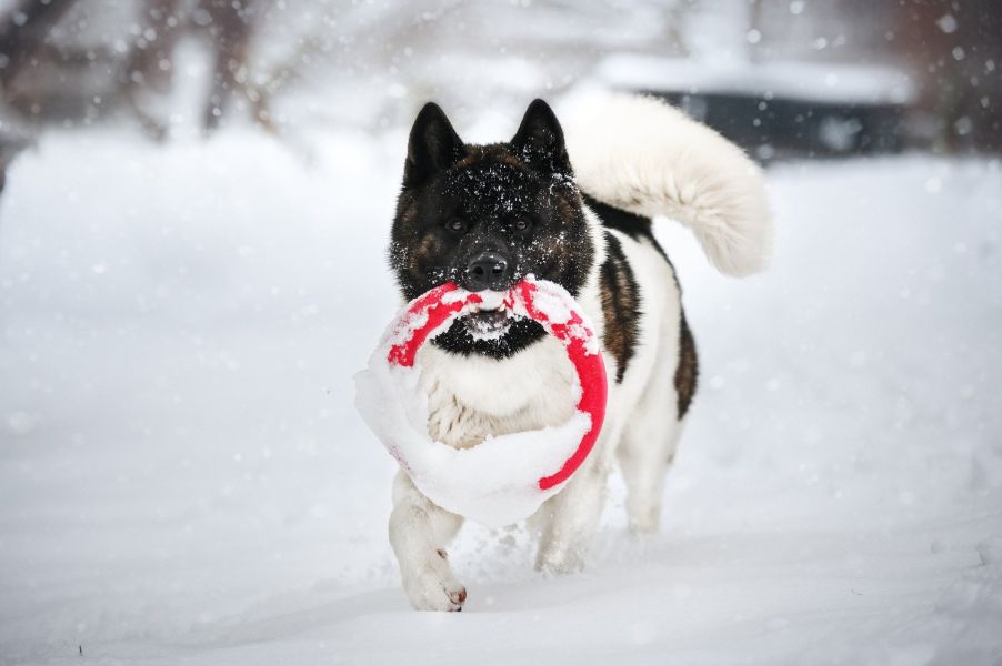 Akita mentre gioca nella neve.