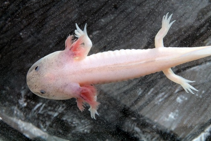 Axolotl messicano in acquario.