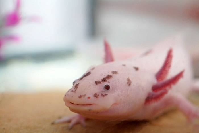 Axolotl messicano rosa.