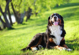 Il Bovaro del Bernese giace sull'erba.