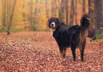 Bovaro del Bernese nella foresta.