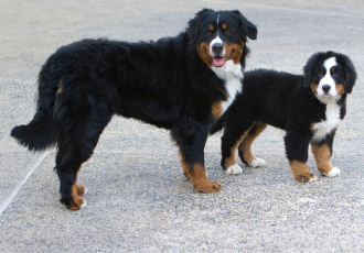 Bovaro bernese adulto con un cucciolo.