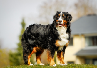 Bovaro bernese adulto.
