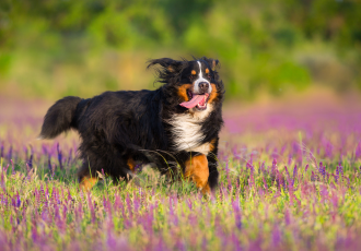 Il Bovaro del Bernese corre nel prato.