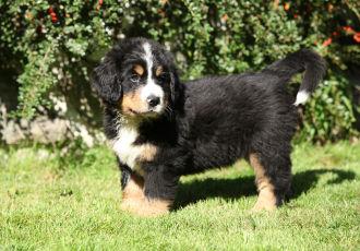 Cucciolo di Bovaro del Bernese.