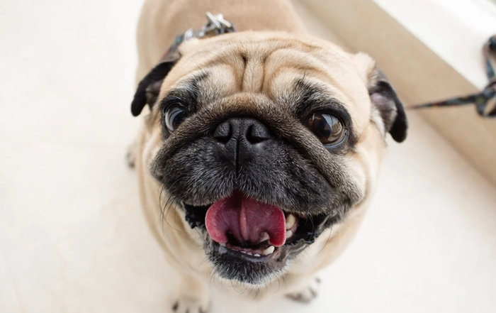 I carlini sono molto amichevoli e allegri, amano il contatto con le persone. Si sono adattati molto bene all'appartamento.