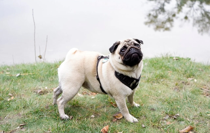 La sagoma del carlino è quadrata, le orecchie possono essere piegate all'indietro o in avanti, la coda è preferibilmente arricciata due volte. Il carlino pesa tra i 6 e gli 8 kg.