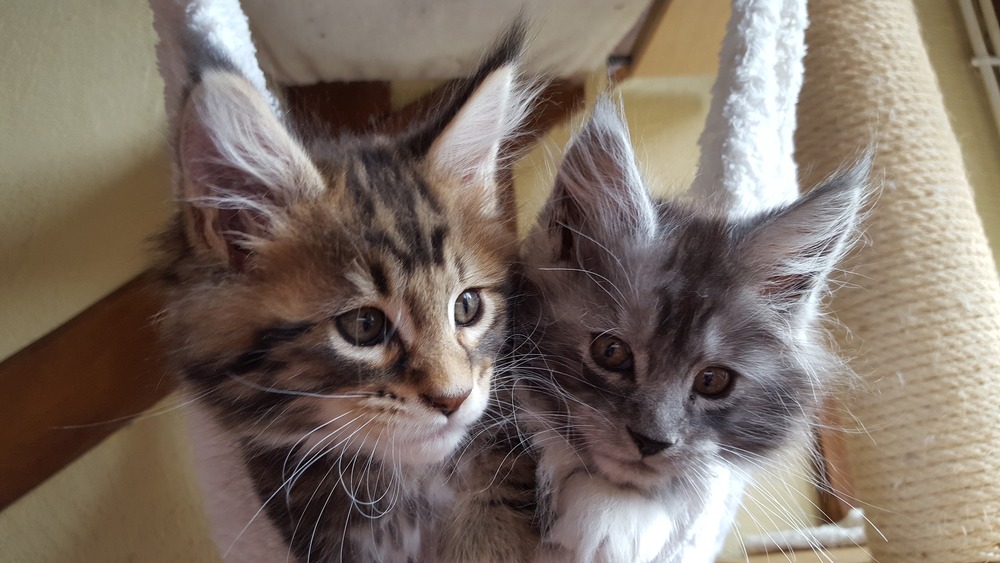 I gattini Maine Coon hanno già lunghe vibrisse e spazzole sulle orecchie.