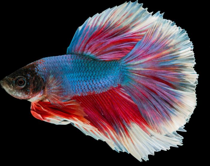 Pesci per acquario: le 10 specie più amate