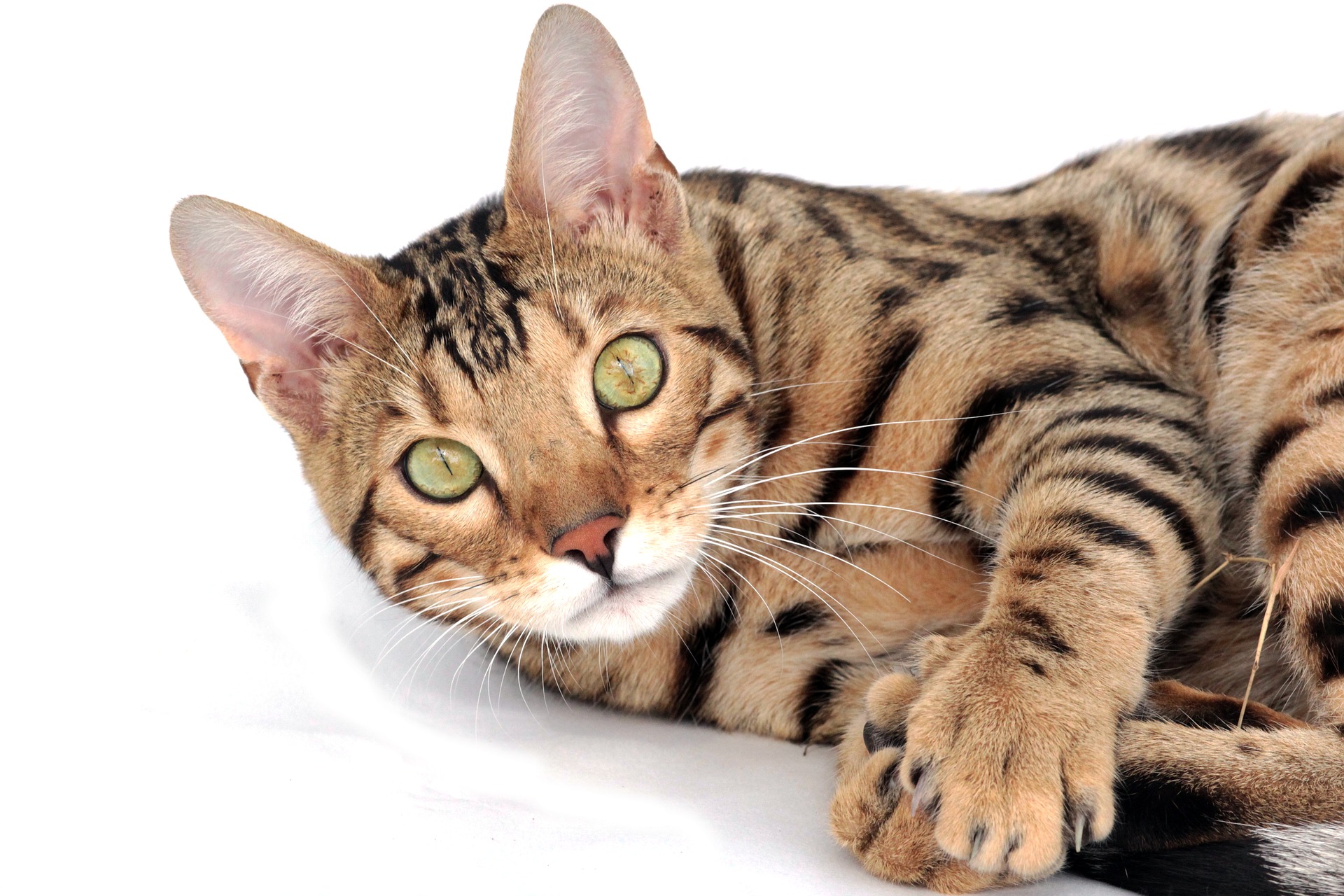 Essendo una razza di gatto di grandi dimensioni, il Bengala ha bisogno di un ampio tiragraffi e di un'alimentazione adeguata, ricca di proteine animali.
