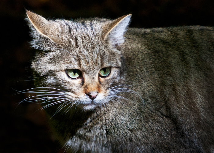 Gatto selvatico europeo.