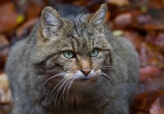 Felis silvestris