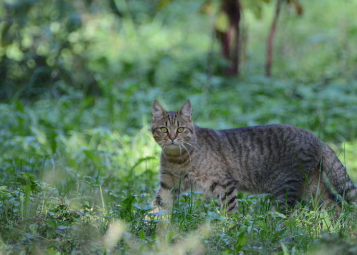 Gatto selvatico europeo - aspetto.