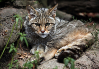 Un gatto selvatico sdraiato.