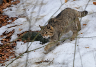 Gatto selvatico europeo in montagna.