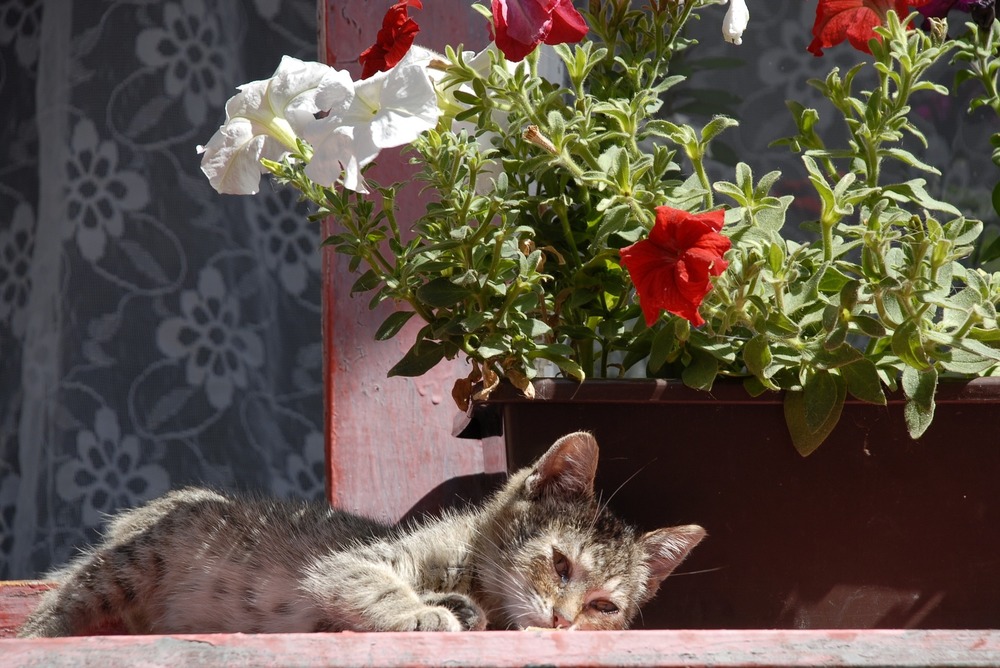 Un giovane gatto beige, indebolito, giace fuori. I suoi occhi sono tristi e rassegnati