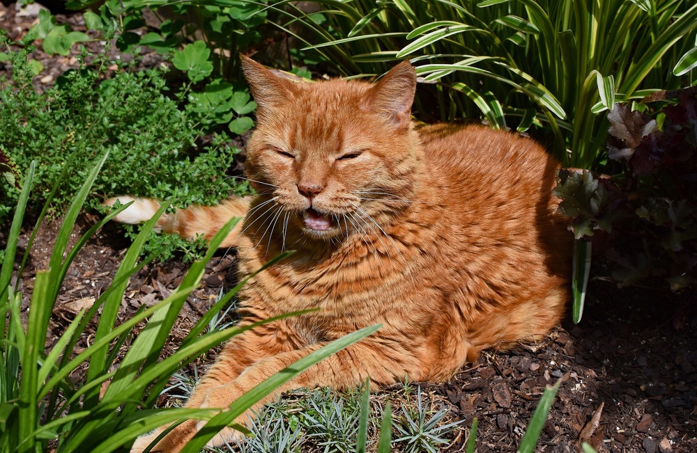 Un gatto dal pelo rosso si sta ventilando. È sdraiato in un campo con la mascella aperta e cerca di riprendere fiato.