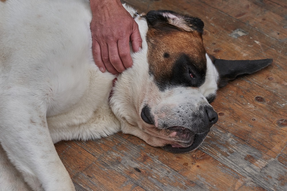 Il San Bernardo, un cane di razza grande, giace stanco sulla veranda. I suoi occhi sono arrossati.