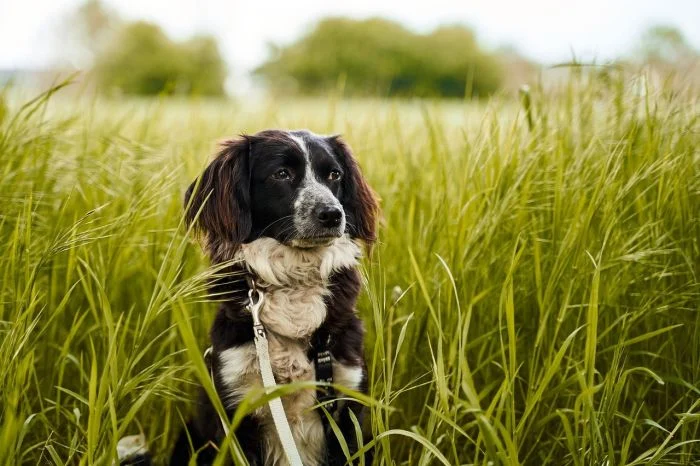 Cane nell'erba alta