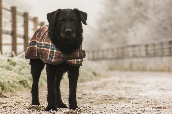 Cane con un mantello all'aperto