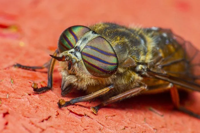 Mosca cavallina, strisce visibili sugli occhi e colore del corpo marrone.