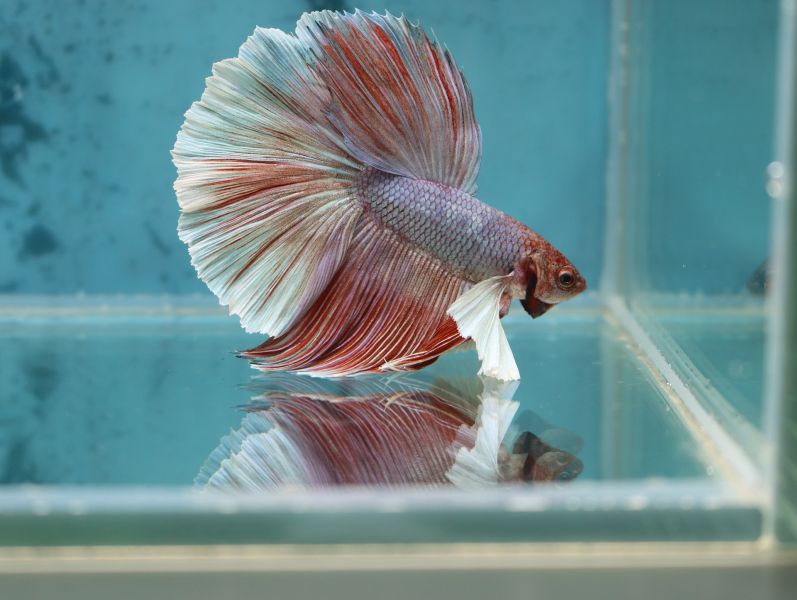 Un maschio bicolore - bianco e rosa. I pesci maschi devono essere tenuti in un acquario quadrato o rettangolare di grandi dimensioni.