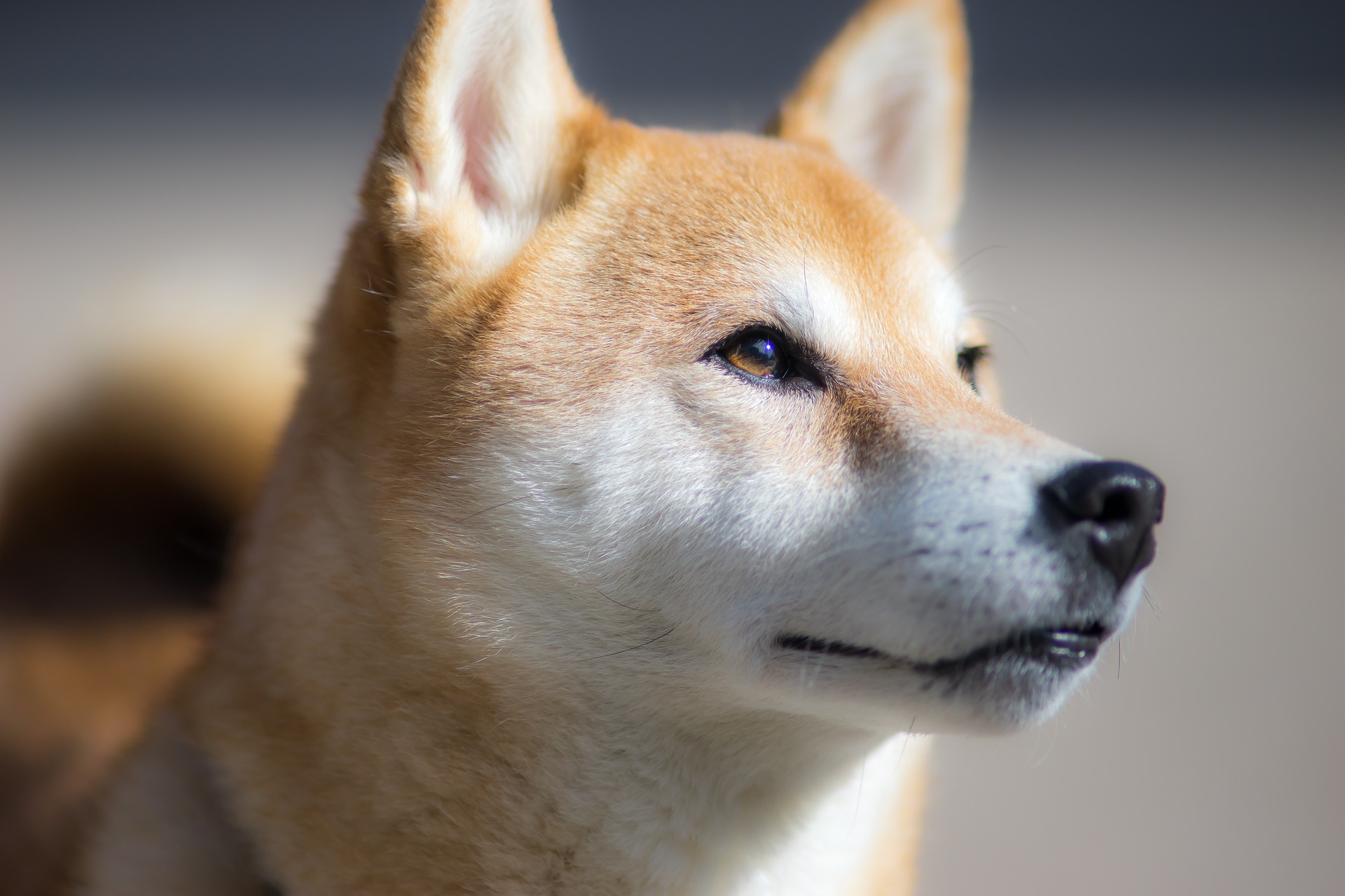 Il cane shiba inu non ha una grande predisposizione alle malattie e generalmente gode di buona salute e forma fisica fino alla vecchiaia.