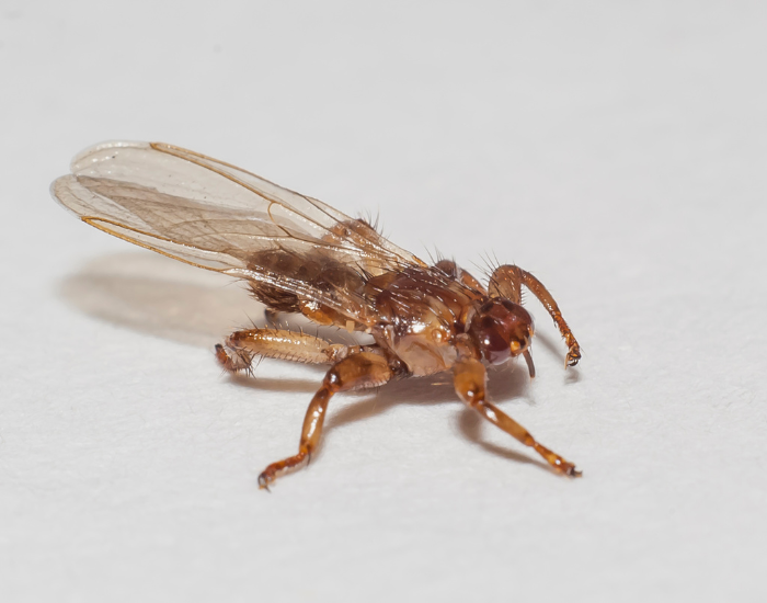 Mosca del cervo