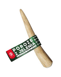 MACED CERVO ANTONI M