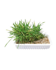 TRIXIE Erba gatto 130 gr