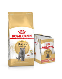 ROYAL CANIN British Shorthair secco10kg + umido 12x85g