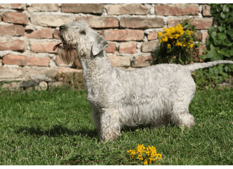 Descrizione della razza terrier boemo.