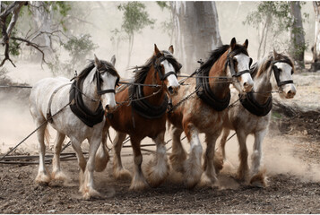 Descrizione dei cavalli a sangue freddo clydesdale.